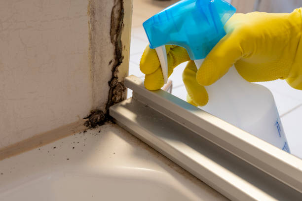 Best Fast Mold Removal  in Lake Placid, FL