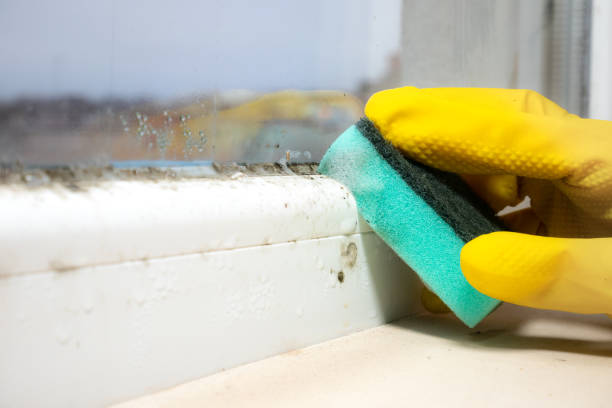 Best Attic Mold Removal  in Lake Placid, FL